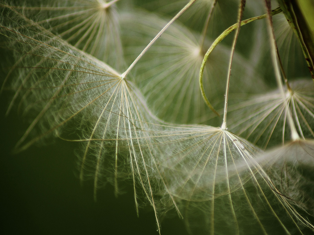 Dandelions up close