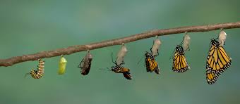 catepillar to butterfly